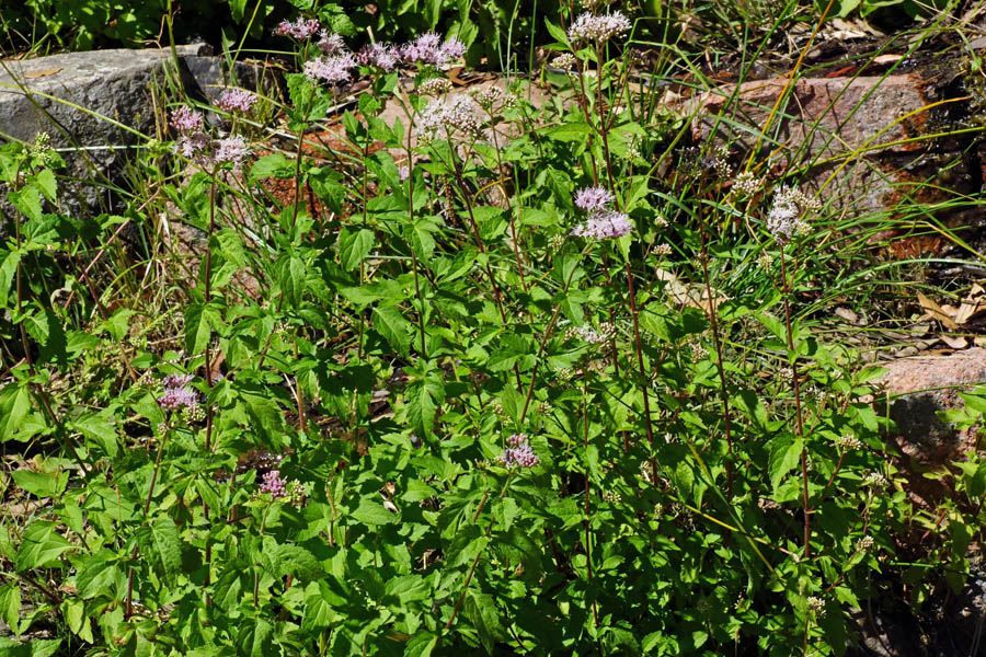 Valeriana - no, Eupatorium cannabinum s.l.